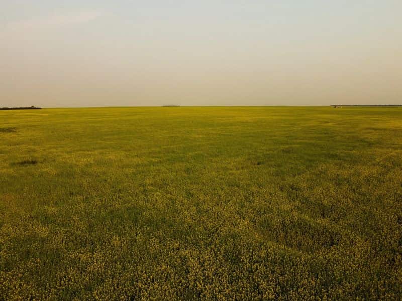 Canadian farmers battle widespread crop diseases ahead of harvest