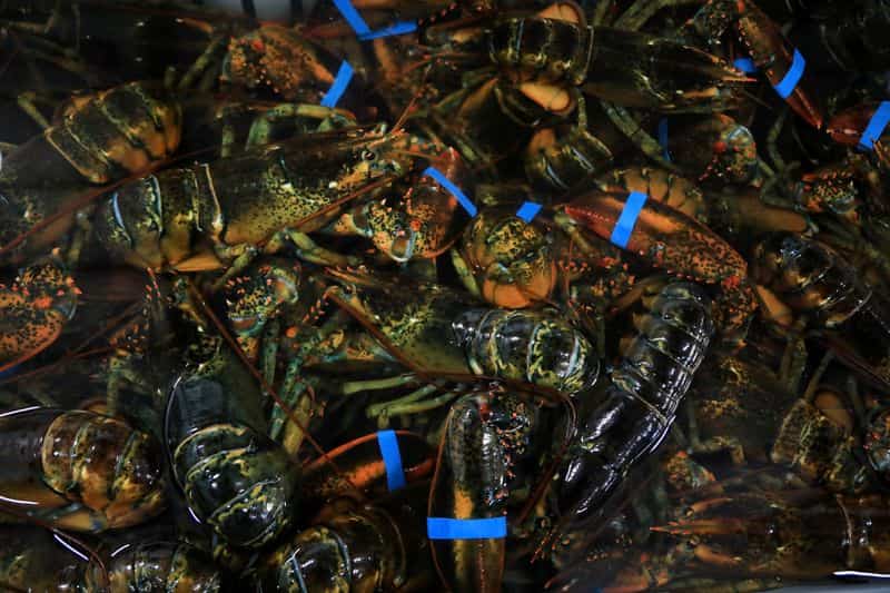 Canada exempts seafood from retaliatory tariffs on U.S. imports