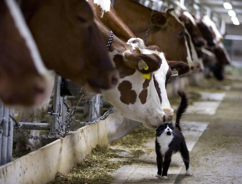 US to Ban Canadian Dairy, Alcohol, Motor Vehicle Imports on September 29
