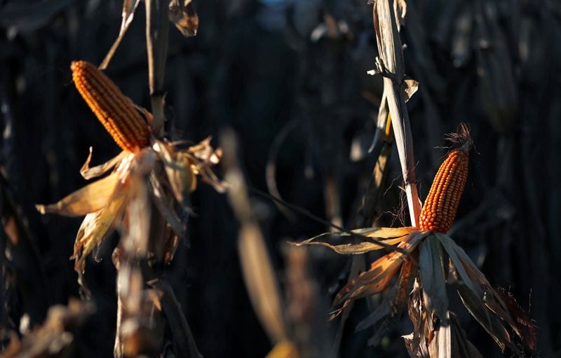 Argentina corn exports surge to record on Ukraine war, European heat