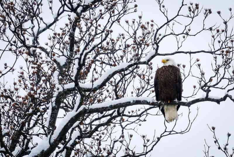US states sue Trump administration over endangered species protections