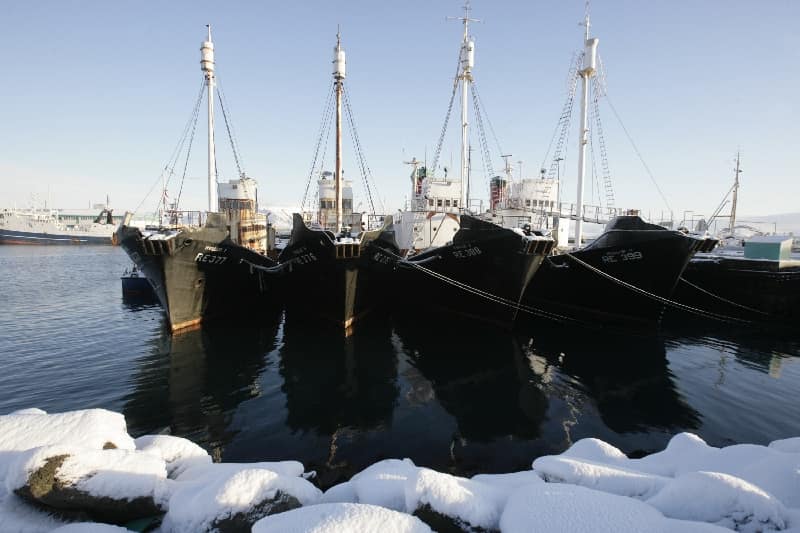 Iceland to propose whaling ban, leaving Norway and Japan isolated