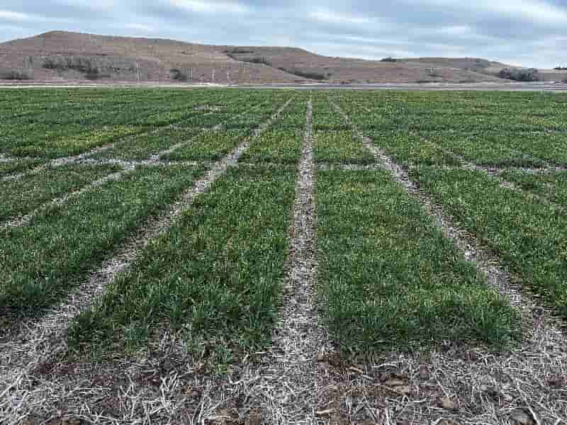 Syngenta Group files for $5 billion Hong Kong IPO, faces delays