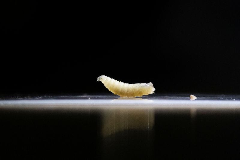 US confirms screwworm in horse as Mexico livestock import ban nears end