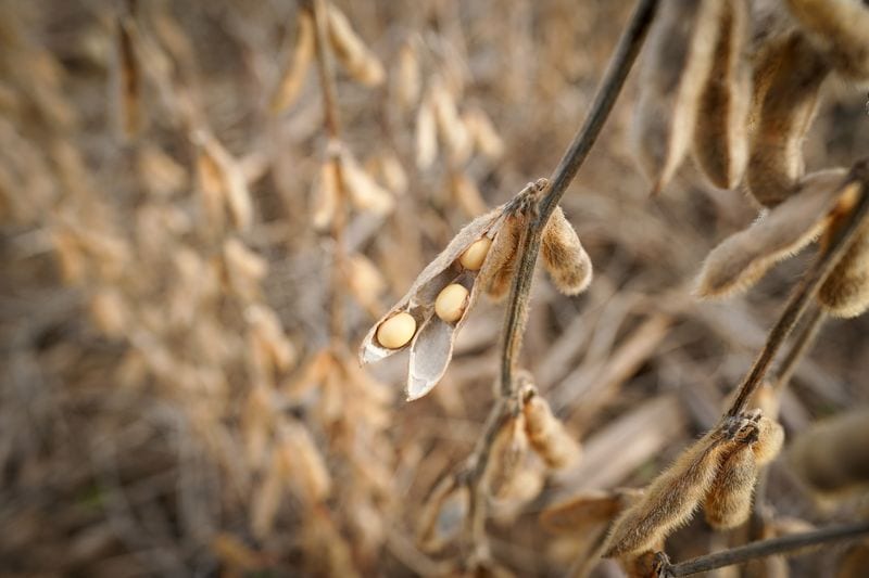 Trump-Xi summit to focus on trade in agriculture, energy and rare earths