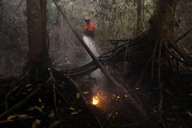 Indigenous groups sue Indonesian president over forest fire response