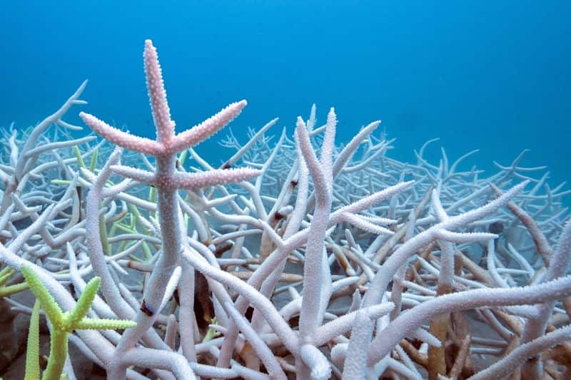 Countries falling short of UN biodiversity targets, research shows