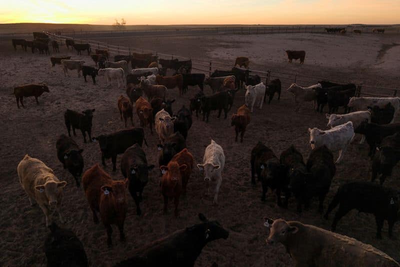 US immigration crackdown disrupts Kansas beef processing, raises prices