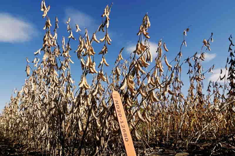 North Dakota soy boom fueled by biofuels, China demand