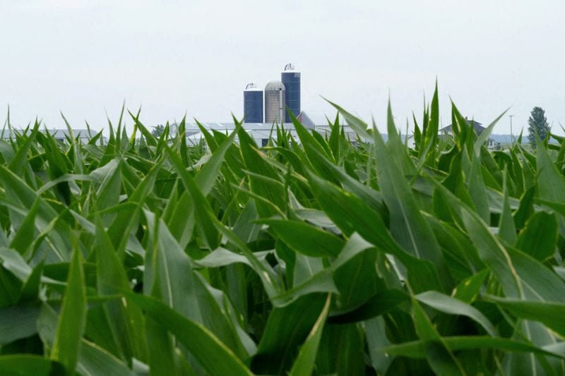 US corn stocks jump, fueling doubts on livestock feeding data