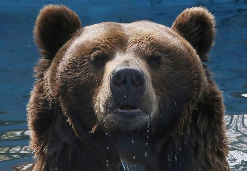 Russia fines woman over AI bear image amid real attacks