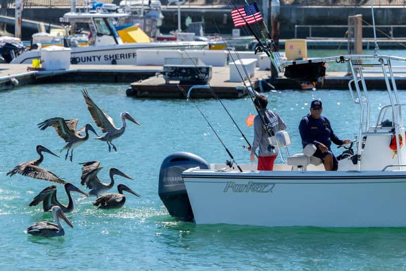 El Niño brings exotic species to California coast