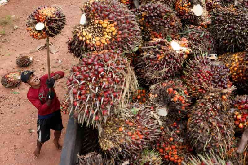 El Niño drought cripples Indonesian palm oil output, stranding farmers