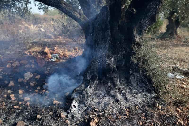 Israeli settlers steal Palestinian olives amid escalating harvest violence