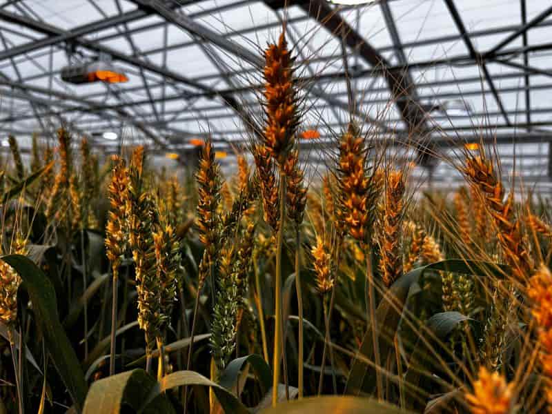 Syngenta targets at least $66 billion valuation for Hong Kong IPO