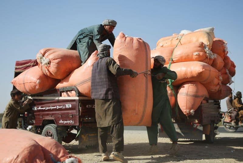 Afghan farmers return to poppy cultivation as legal crops fail to feed families